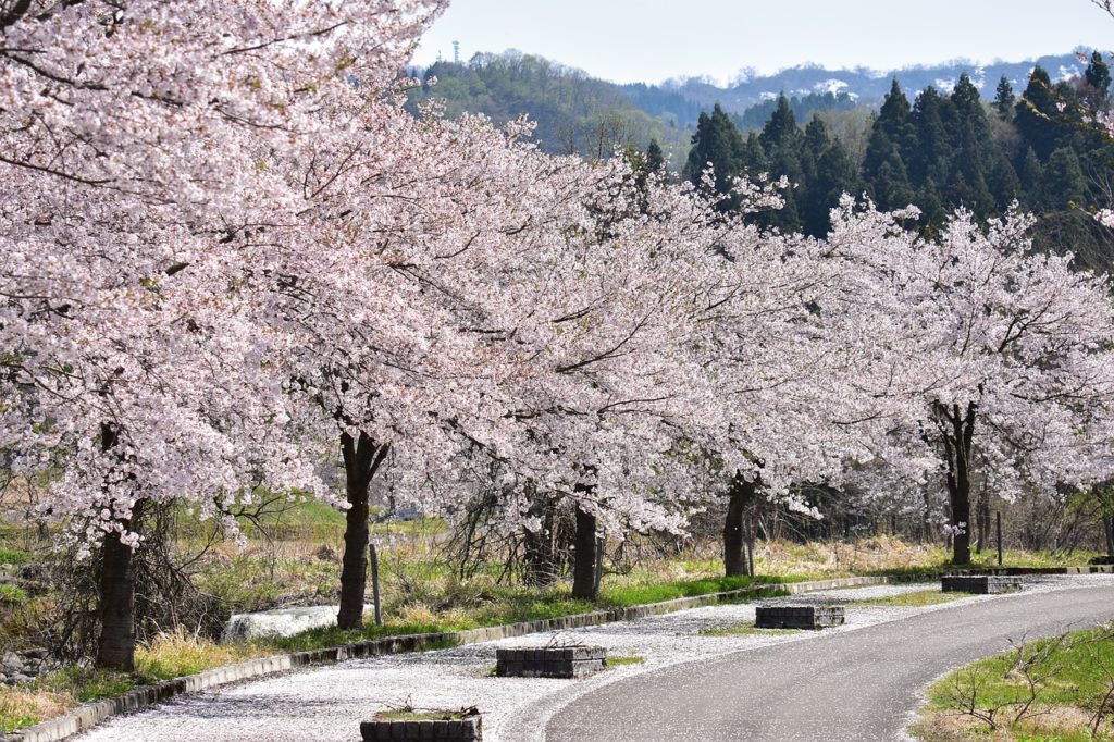 Viajar en Primavera nos permite disfrutar del fenomeno del Hanami