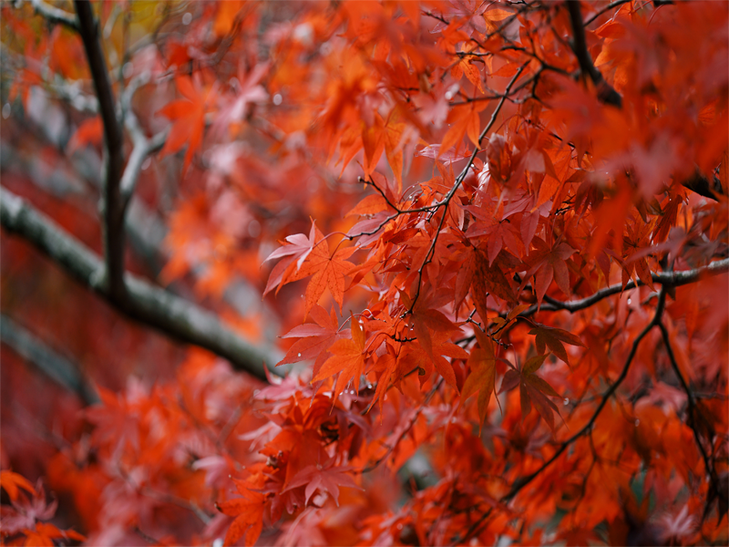 Leaves of momiji (Japanese maple) in full change of color.