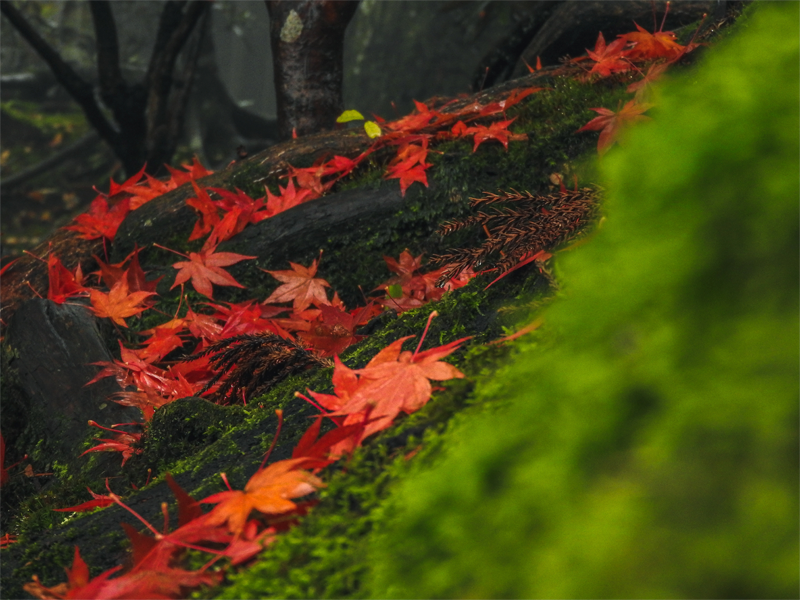 With the Japan Rail Pass you can enjoy great autumnal landscapes!