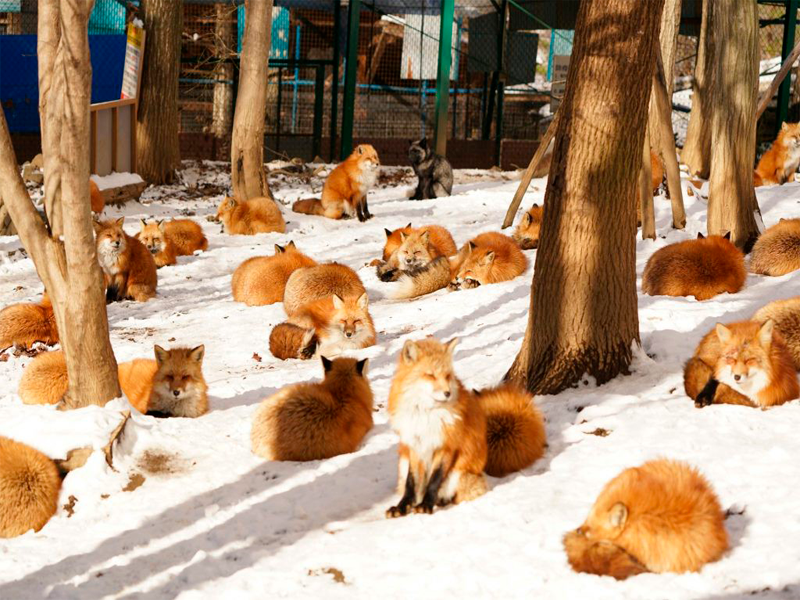 Zao Kitsune Village is a spectacular place to see these adorable creatures.