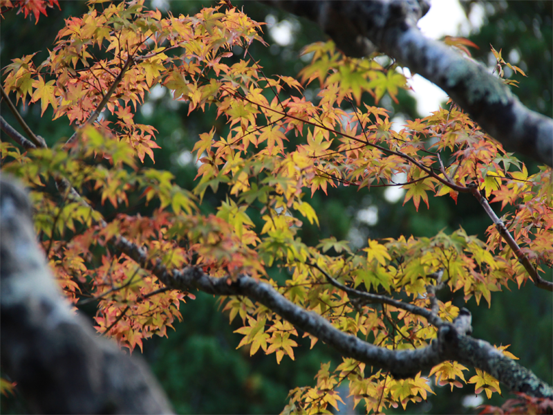 Traveling to Japan in the fall gives us the opportunity to enjoy Koyo